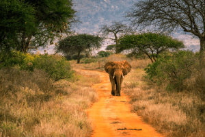 Tsavo East National Park - Kenya Wildlife Safari