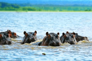 Lake Naivasha - 8 Days Aberdare Kenya Safari
