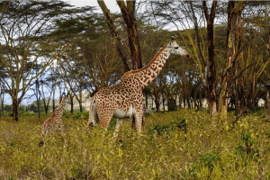 Hells Gate - 8 Days Aberdare Kenya Safari