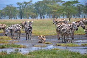 Lake Nakuru - 10 Day Ol Pejeta Kenya Safari