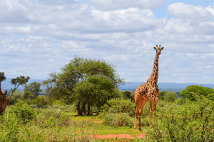 Tsavo East National Park - 11 Day Tsavo East Kenya Wildlife Safari