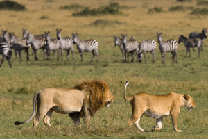 Masai Mara - 8 Days Aberdare Kenya Safari