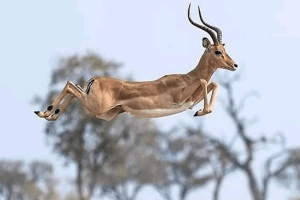 Samburu National Reserve - Kenya Wildlife Safari
