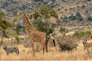 Tsavo East National Park - Kenya Wildlife Safari