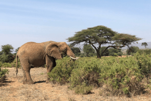 Samburu National Reserve - Kenya Wildlife Safari