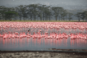 Lake Nakuru - Kenya Wildlife Safari