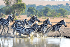 Ol Pejeta Conservancy - 10 Day Ol Pejeta Kenya Safari
