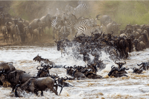 Masai Mara - Kenya Wildlife Safari
