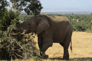 Ol Pejeta Conservancy - 10 Day Ol Pejeta Kenya Safari