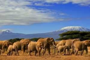 Amboseli National Park - Kenya Wildlife Safari