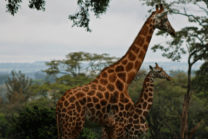 Giraffe Centre - Kenya Wildlife Safari