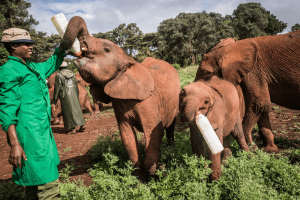 Sheldrick Wildlife Trust - Kenya Wildlife Safari