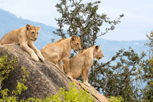 Tsavo West National Park - Kenya Wildlife Safari