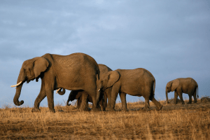 Tsavo West National Park - Kenya Wildlife Safari