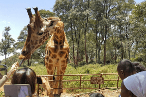 Giraffe Centre - Kenya Wildlife Safari