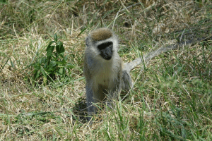 Nairobi National Park - Kenya Wildlife Safari