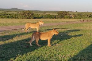Amboseli National Park - Kenya Wildlife Safari